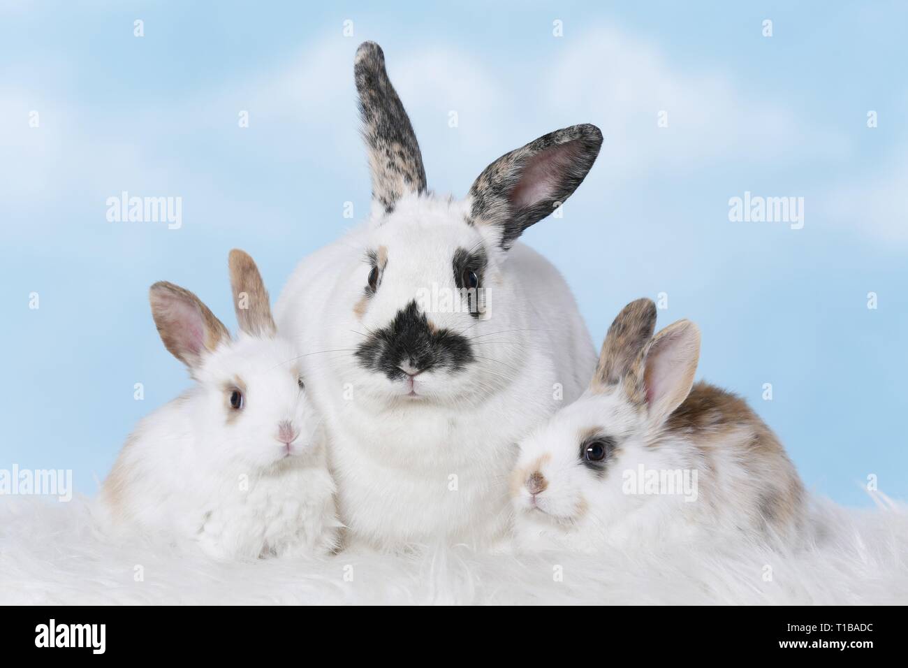 Snuggling rabbits hi-res stock photography and images - Alamy