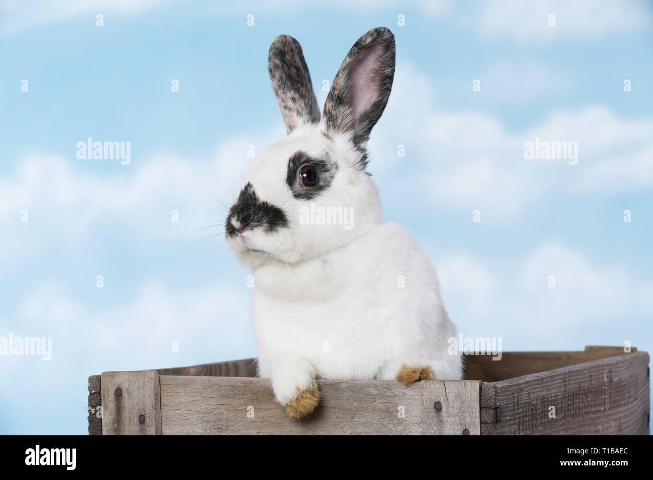 Piebald rabbit hi-res stock photography and images - Alamy