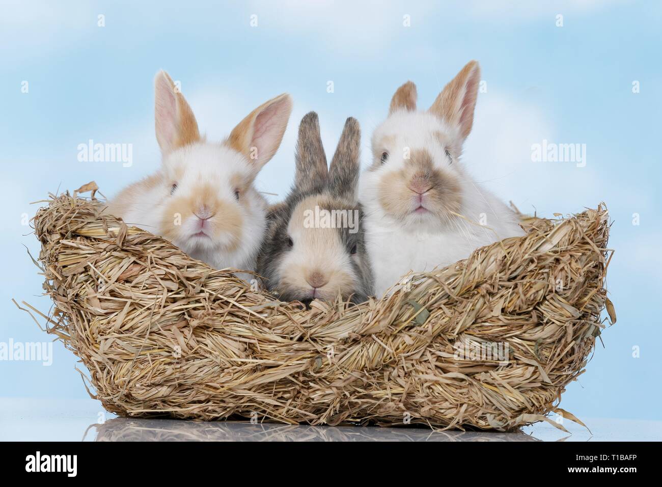 3 young rabbits Stock Photo