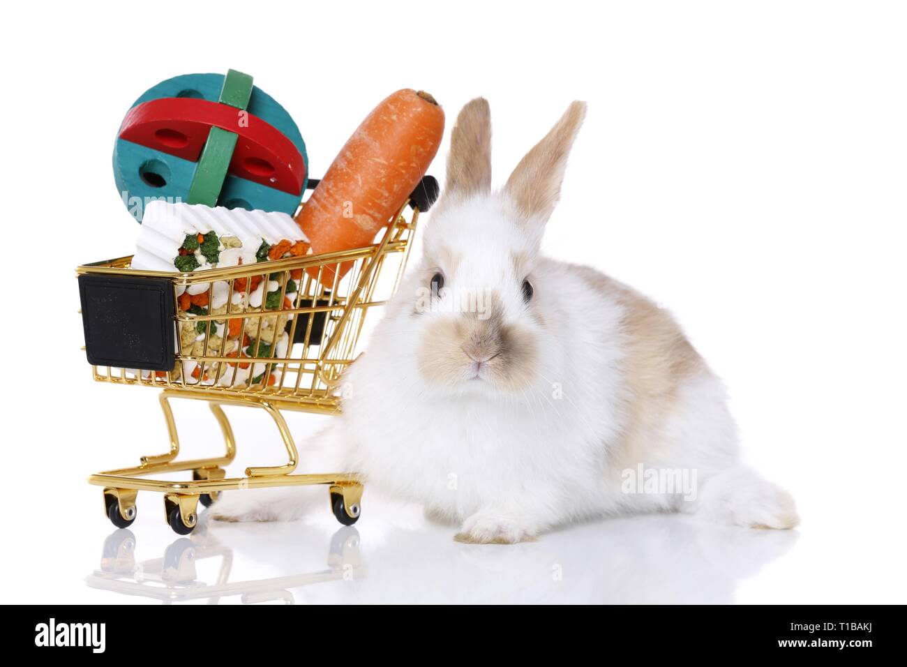 young rabbit Stock Photo