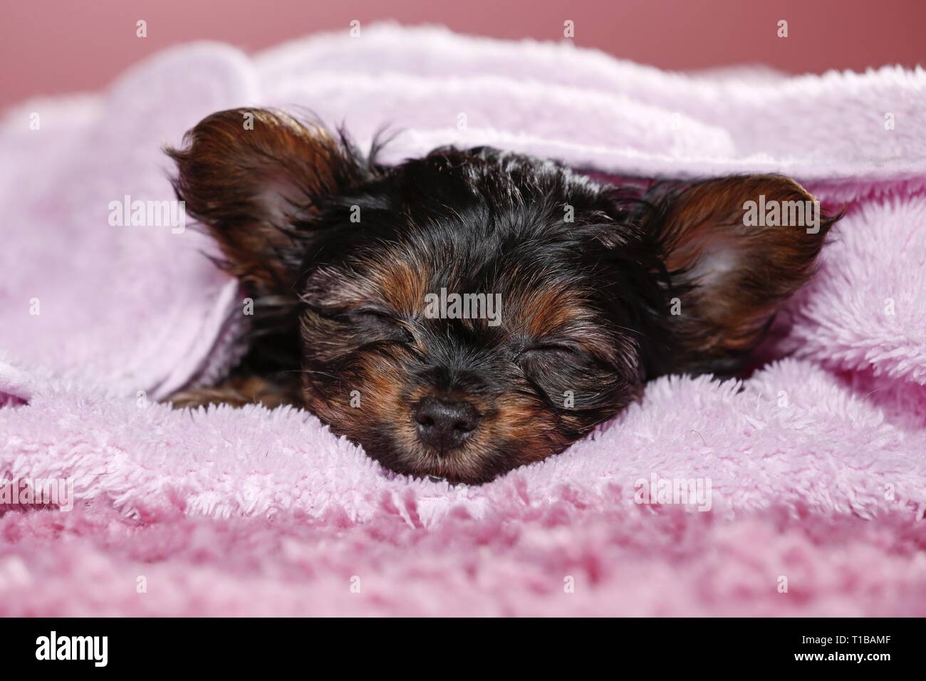 sleeping Yorkshire Terrier Puppy Stock Photo Alamy