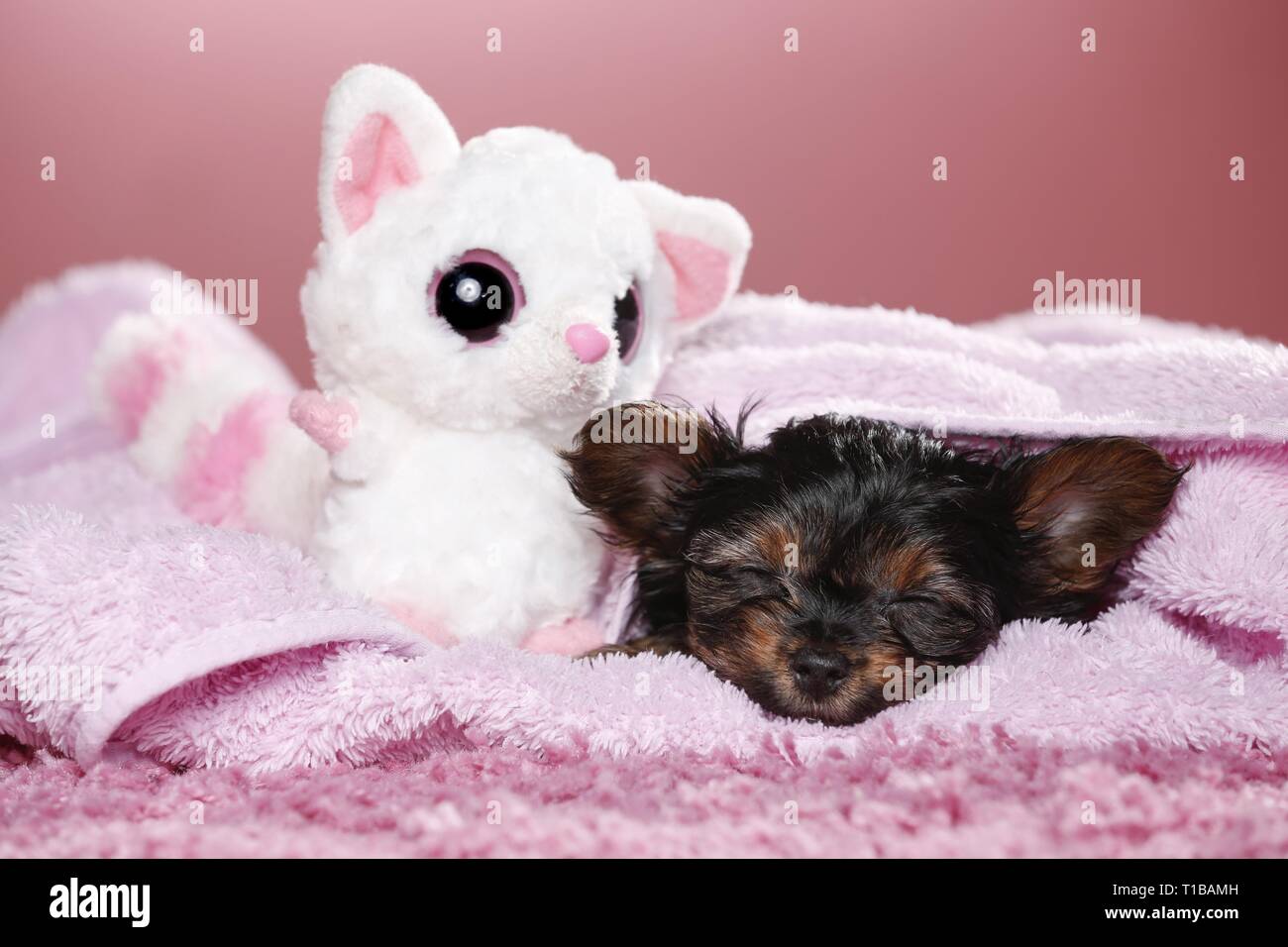 sleeping Yorkshire Terrier Puppy Stock Photo Alamy
