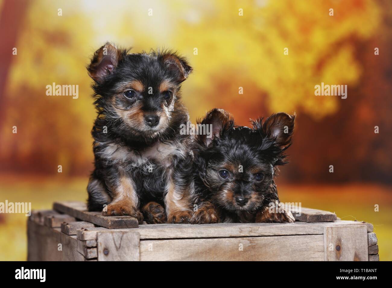 Yorkie Puppies High Resolution Stock Photography And Images Alamy
