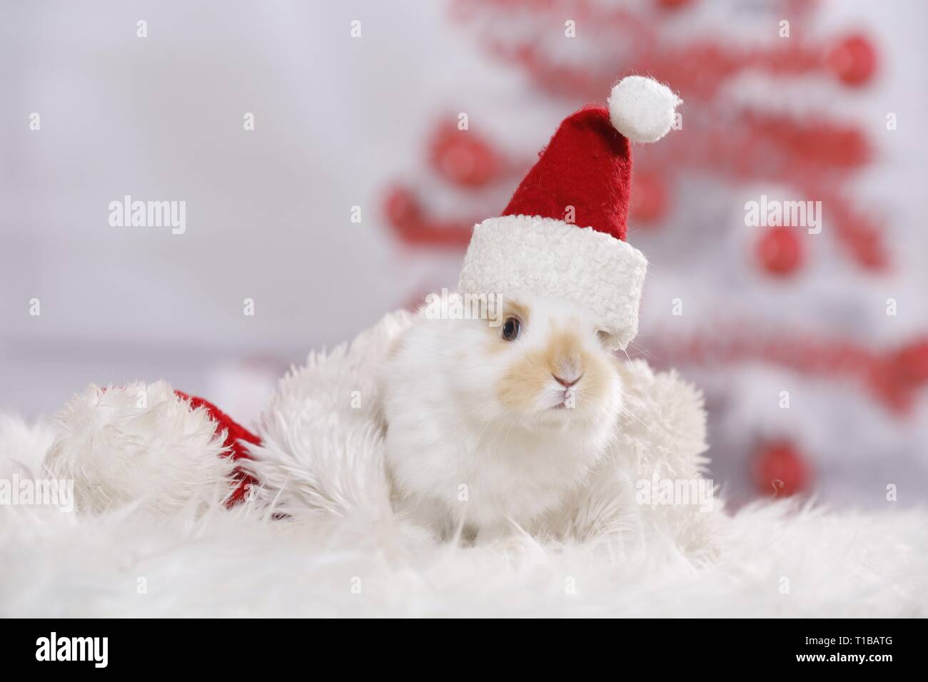 young rabbit Stock Photo