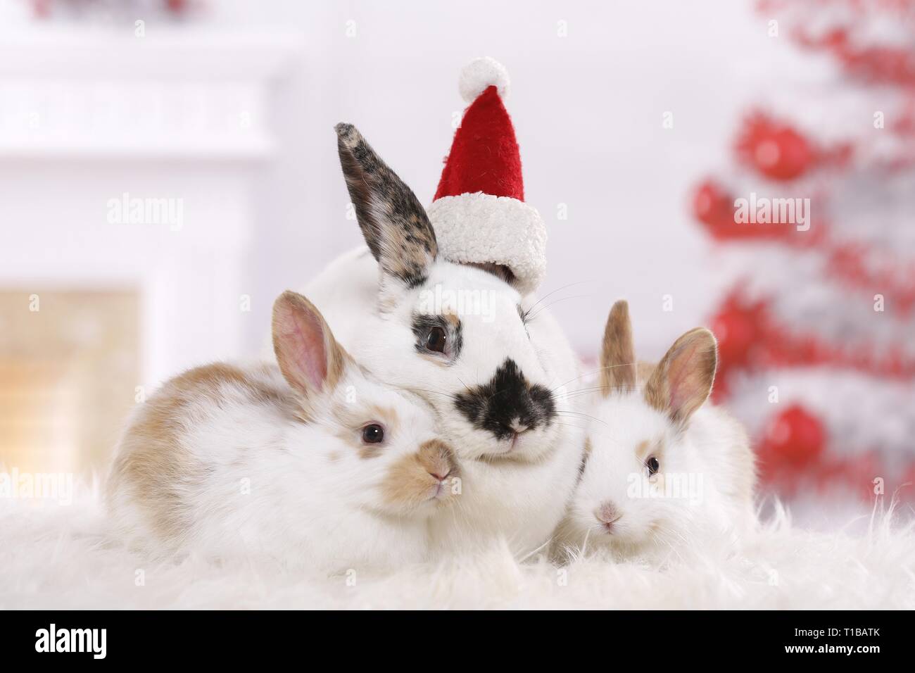 Snuggling rabbits hi-res stock photography and images - Alamy