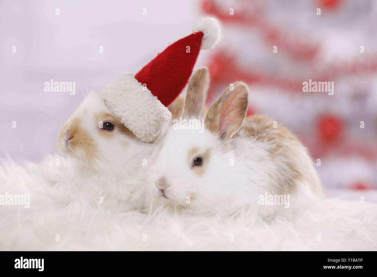 2 young rabbits Stock Photo