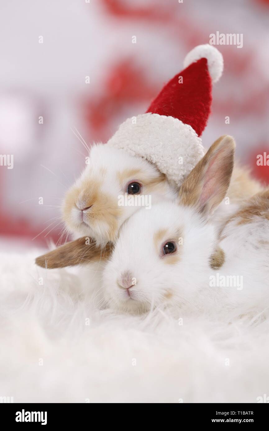 2 young rabbits Stock Photo