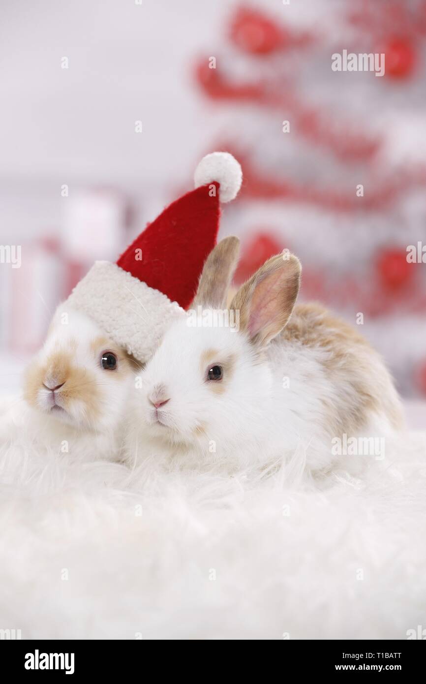 2 young rabbits Stock Photo