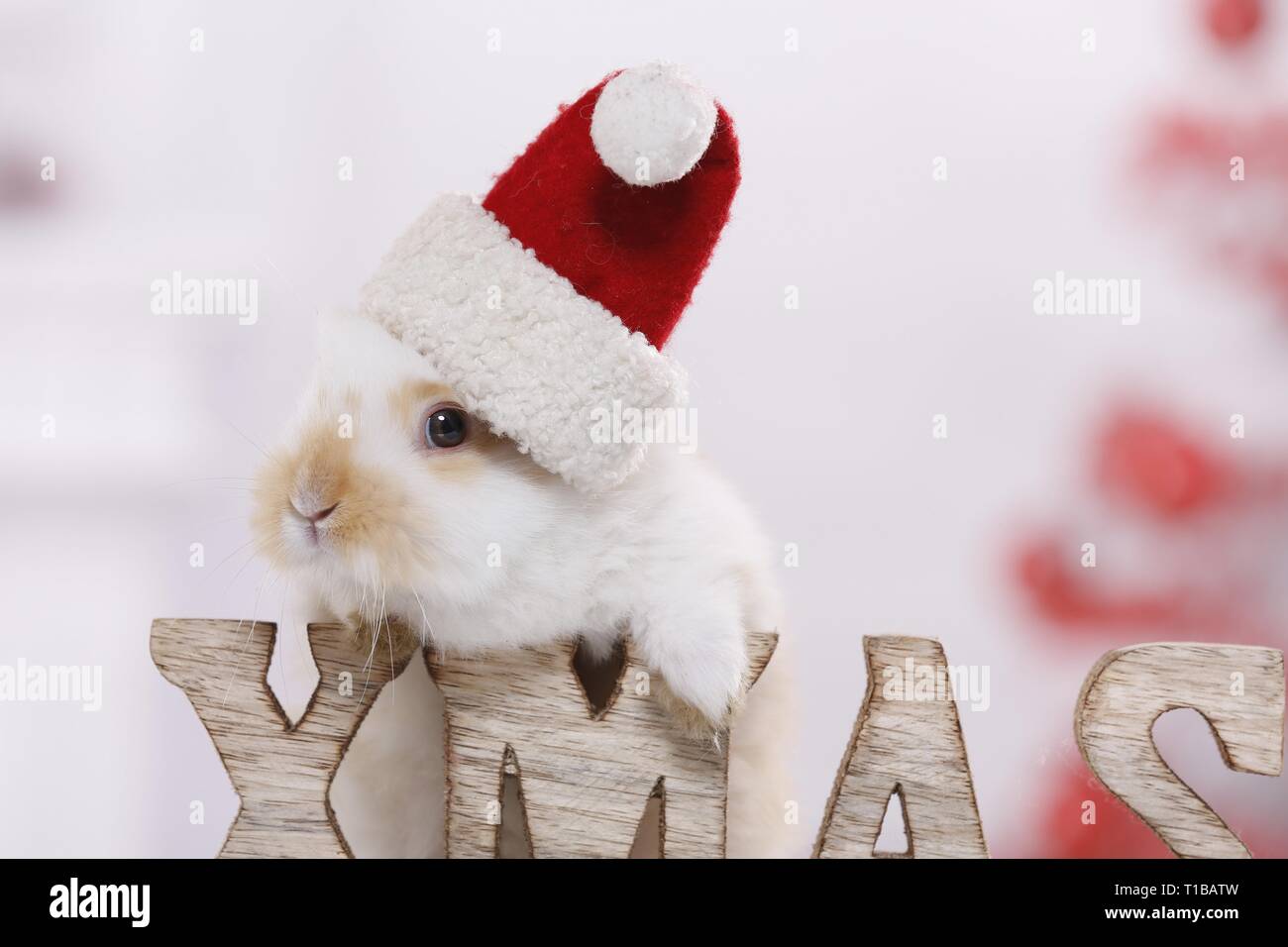 young rabbit Stock Photo