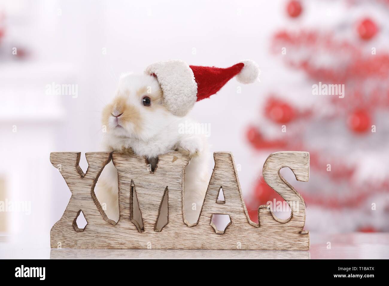 young rabbit Stock Photo