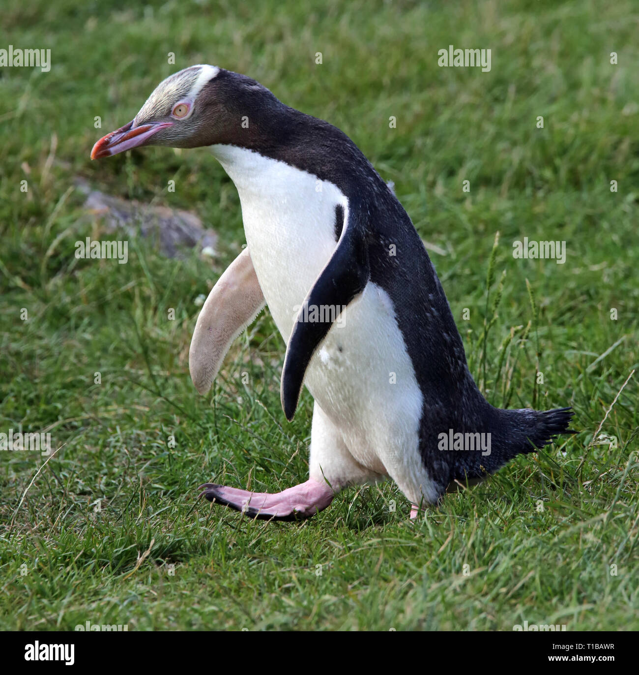 Walking Yellow-eyed penguin (Megadyptes antipodes) Stock Photo