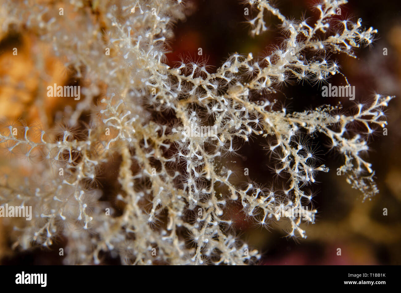 Thecate hydrozoans, Sertularella crassicaulis, Sertulariidae. , Tor Paterno Marine Protected Area, Rome, Italy, Mediterranean Sea Stock Photo