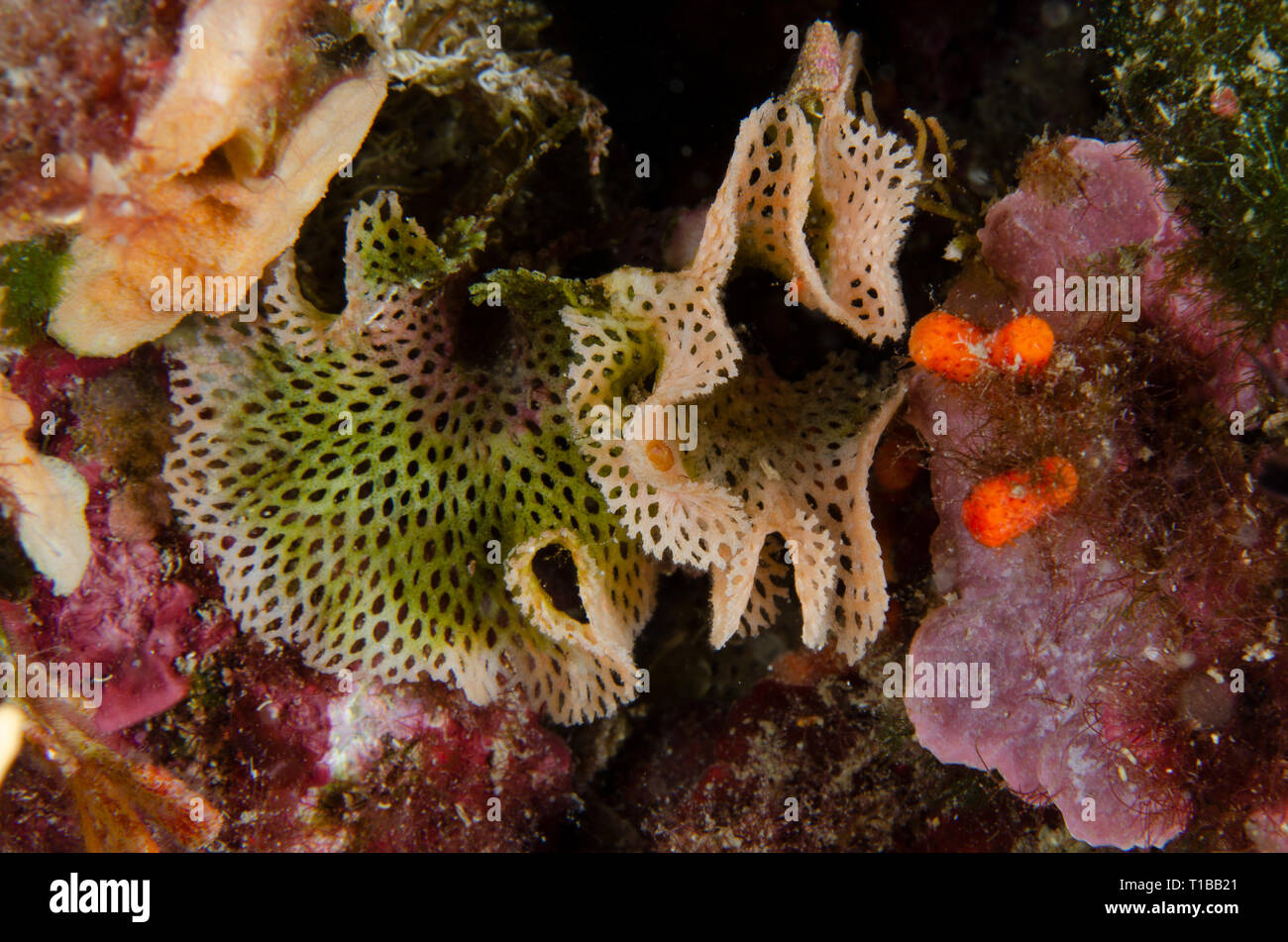 Bryozoan Reteporella grimaldii, Synonimus Sertella septentrionalis, Phidoloporidae, Tor Paterno Marine Protected Area, Rome, Italy, Mediterranean Sea Stock Photo