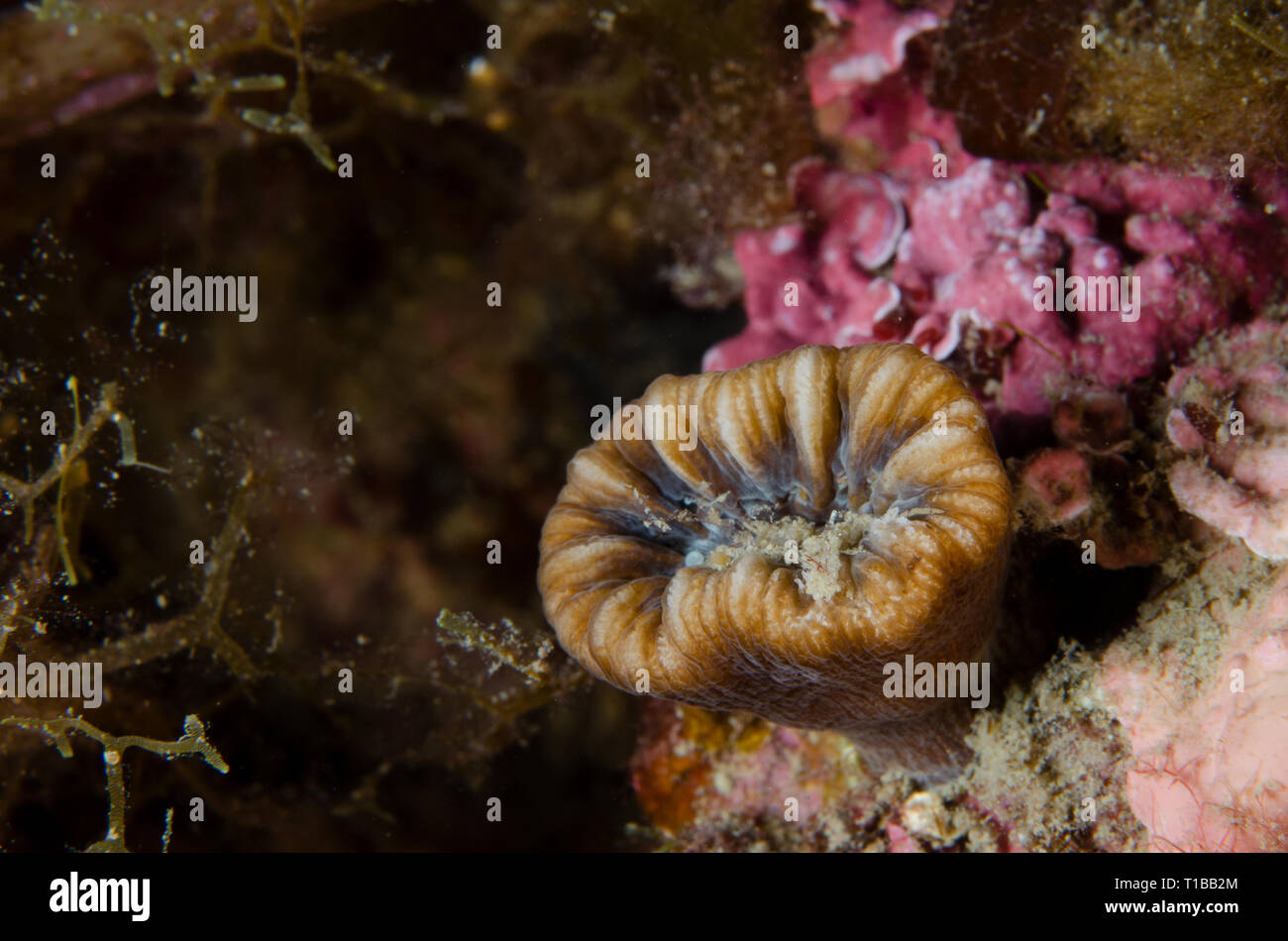 Devonshire Cup-coral, Caryophyllia smithii, Caryophylliidae, Tor Paterno Marine Protected Area, Rome, Italy, Mediterranean Sea Stock Photo