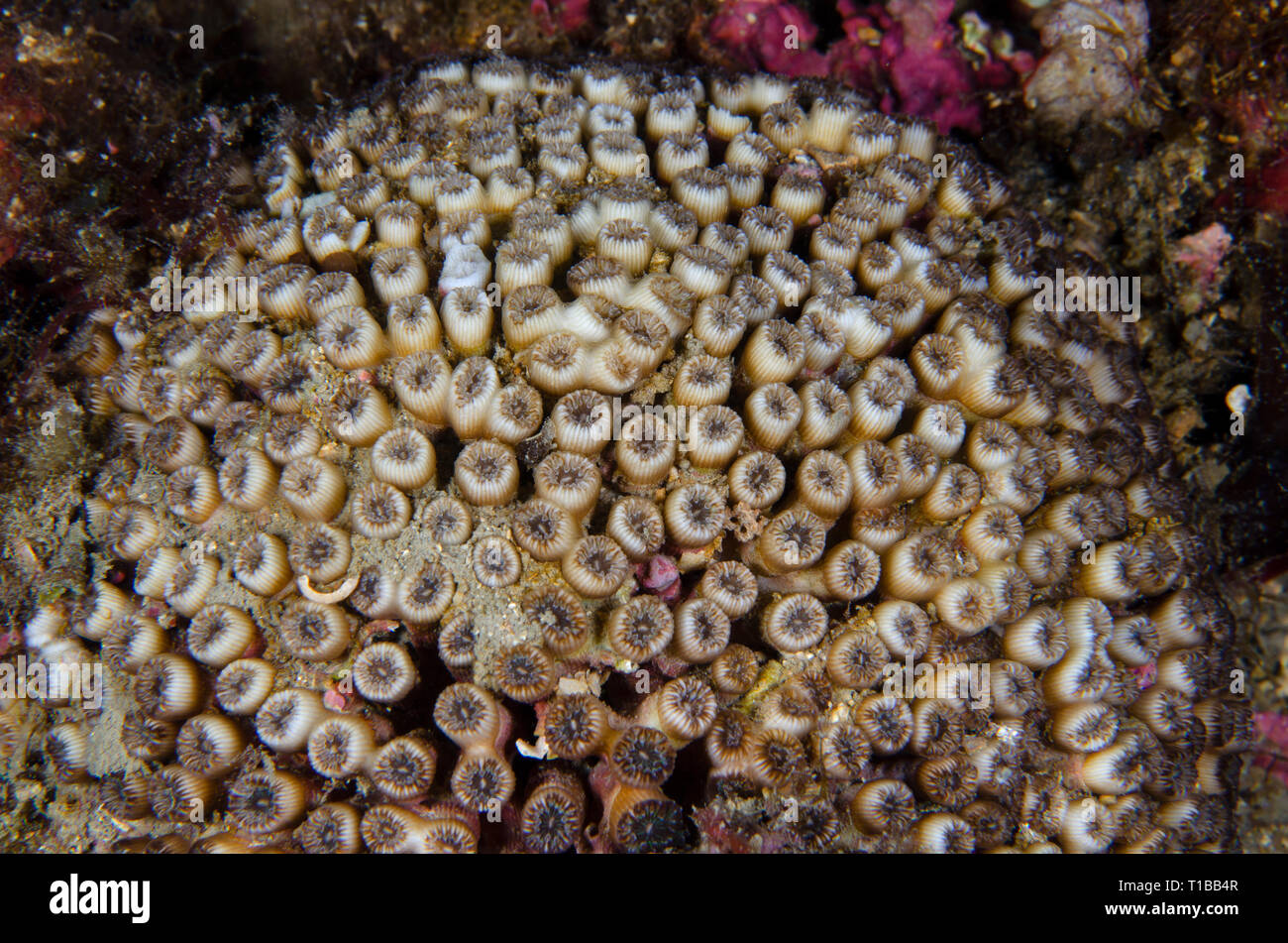 Bushy Coral, Mediterranean Pillow Coral, Cladocora caespitosa, Caryophylliidae, Tor Paterno Marine Protected Area, Rome, Italy, Mediterranean Sea Stock Photo
