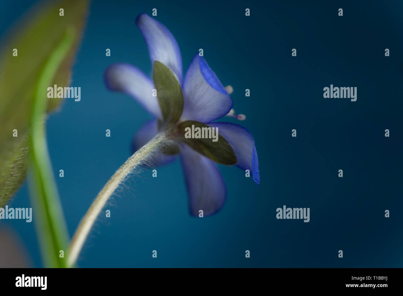 Close-up of blue Hepatica Nobilis, early blooming spring plants, shades ...