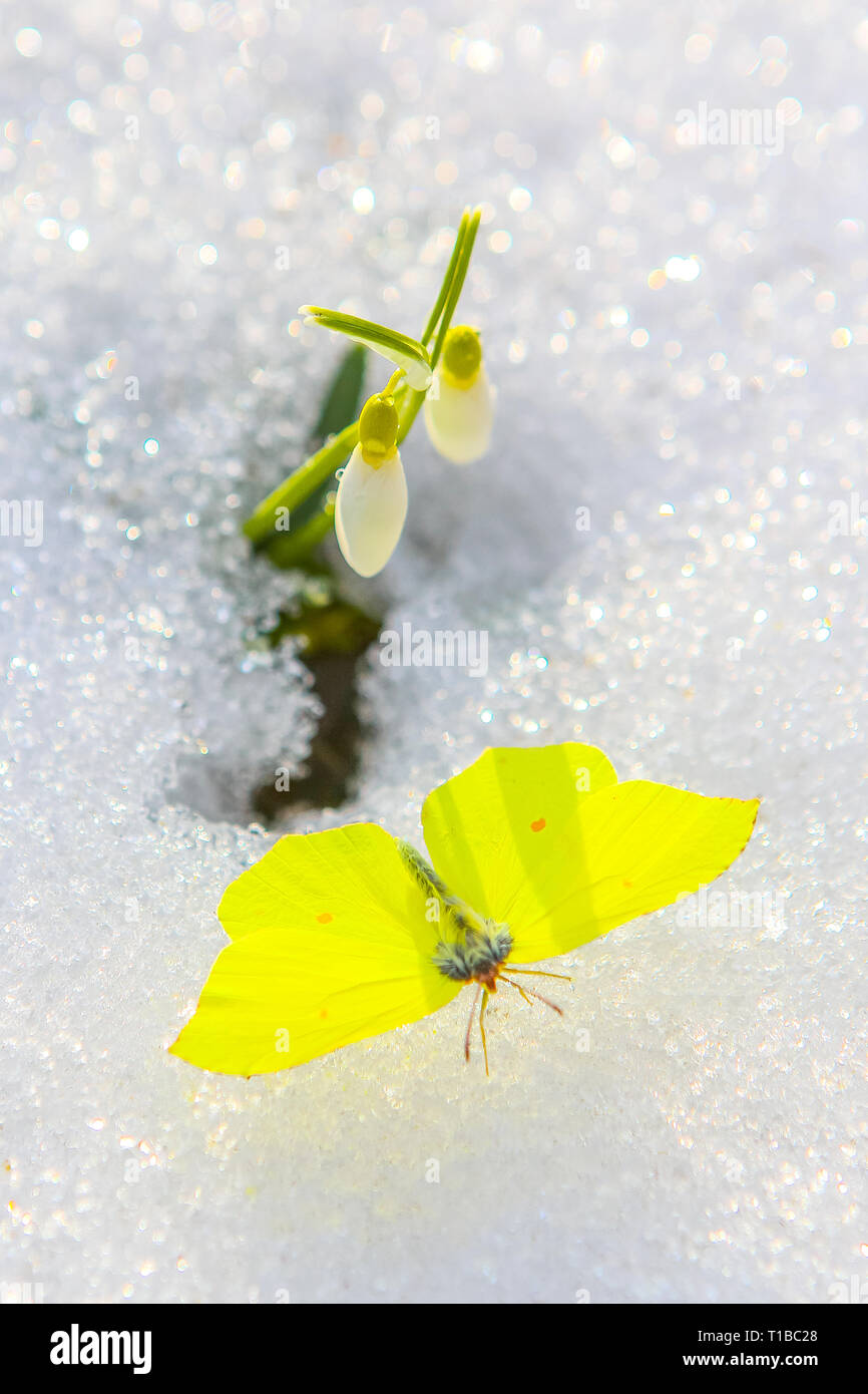 First spring flowers and a lemon yellow butterfly on the snow Stock Photo