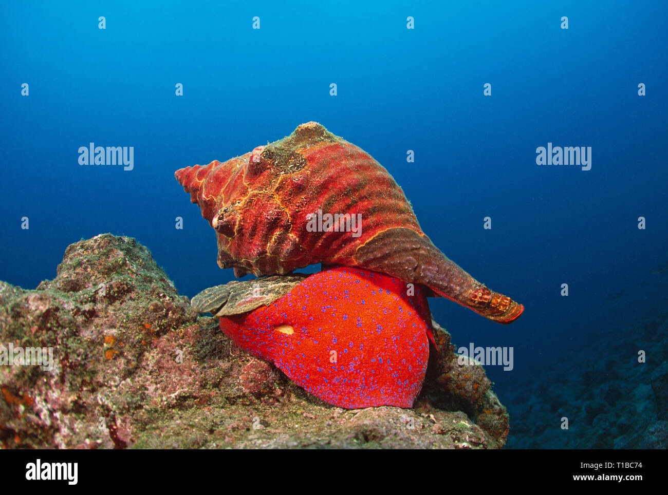 Panama Horse Conch or Galapagos Horse conch (Fasciolaria princeps), Galapagos Islands, Ecuador Stock Photo