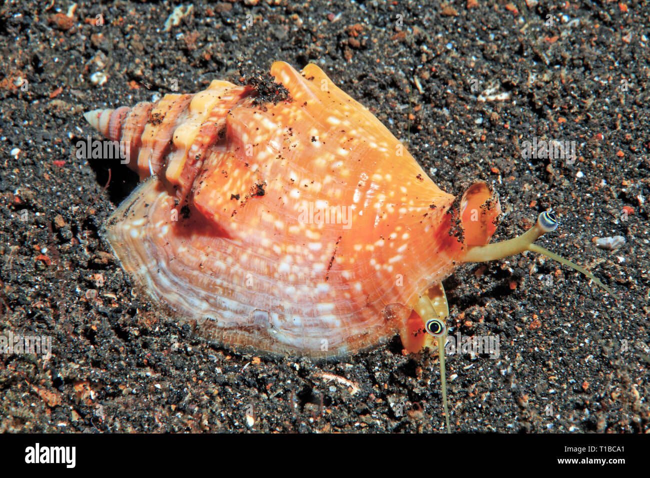 Strombus Sea Slug (Strombus thersites) on sandy bottom, Sabang Beach, Mindoro, Philippines Stock Photo