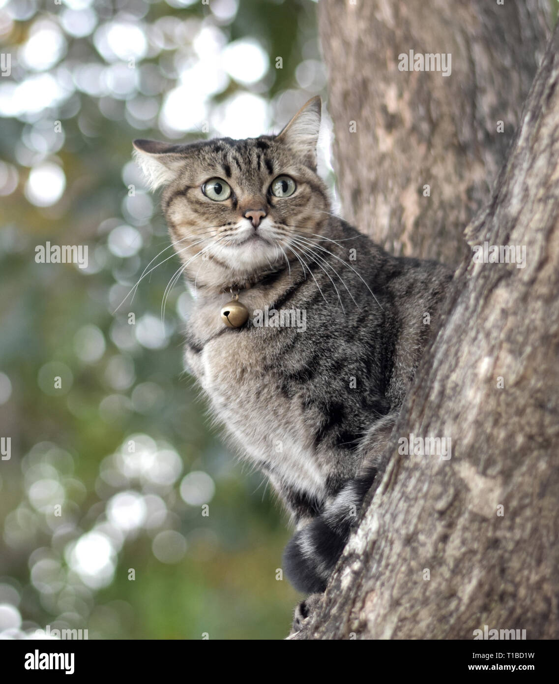 Tabby cat catch on tree, cute cat, gray tabby cat, cute tabby pussycat