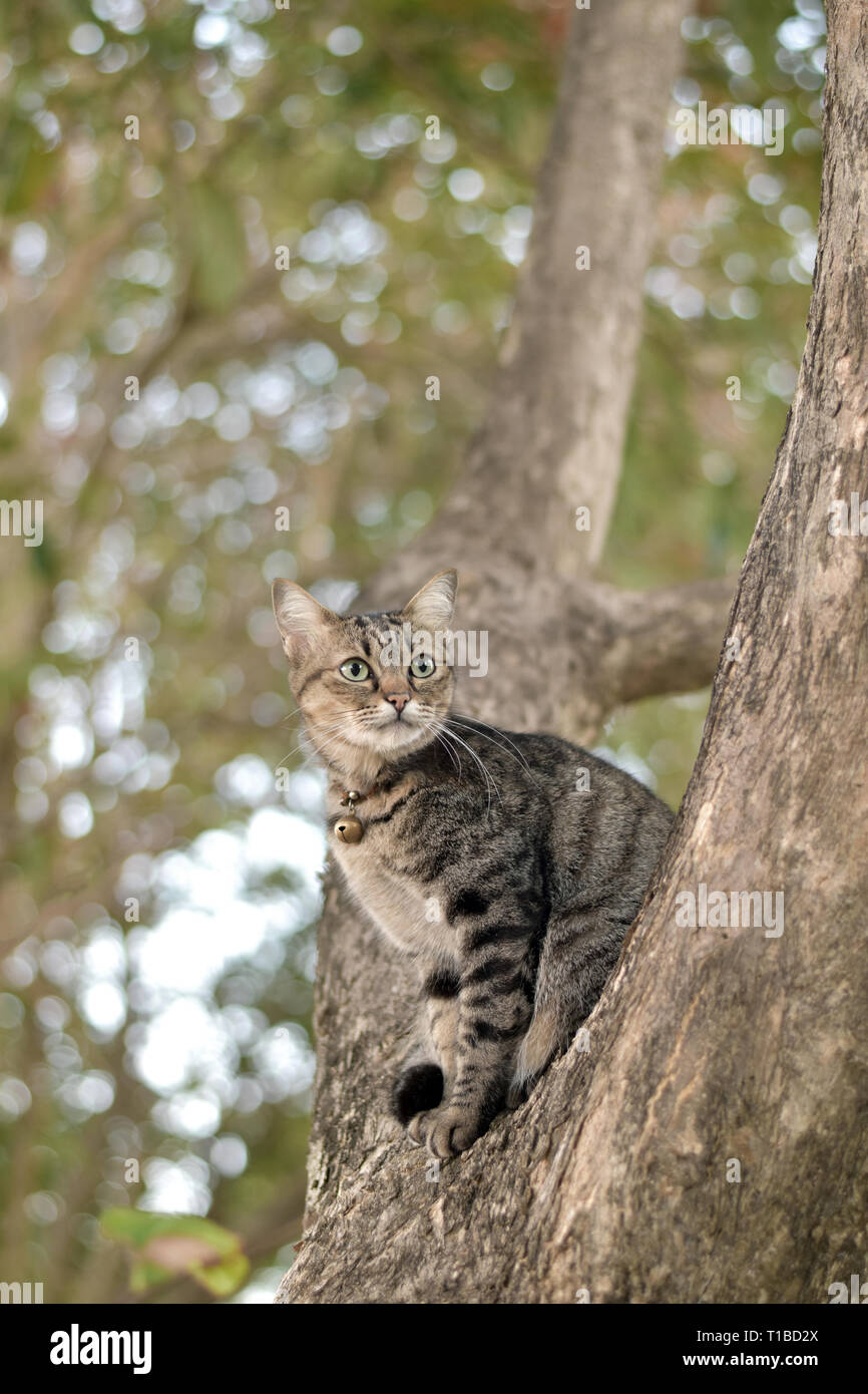 Tabby cat catch on tree, cute cat, gray tabby cat, cute tabby pussycat