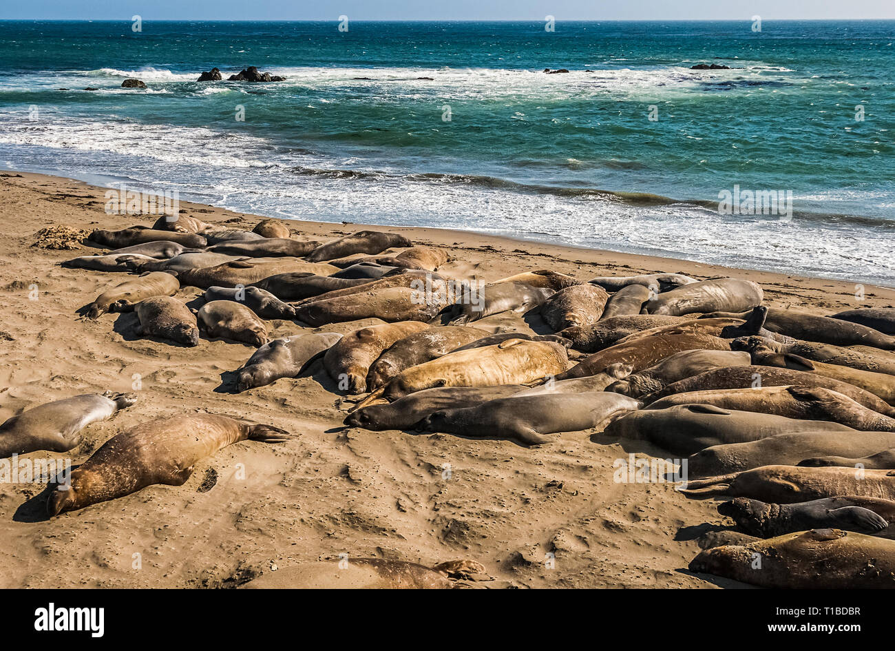 Elephant seals, mirounga angustinostris, group sleeping in the sand on late afternoon at Elephant Seal Vista Point, along Cabrillo Highway, Pacific Ca Stock Photo