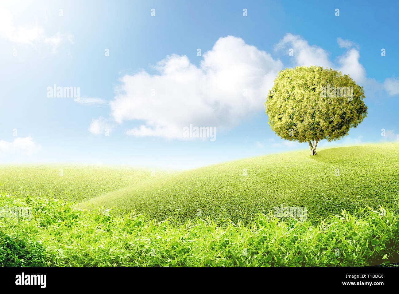 Green grass field with tree over blue sky background Stock Photo - Alamy