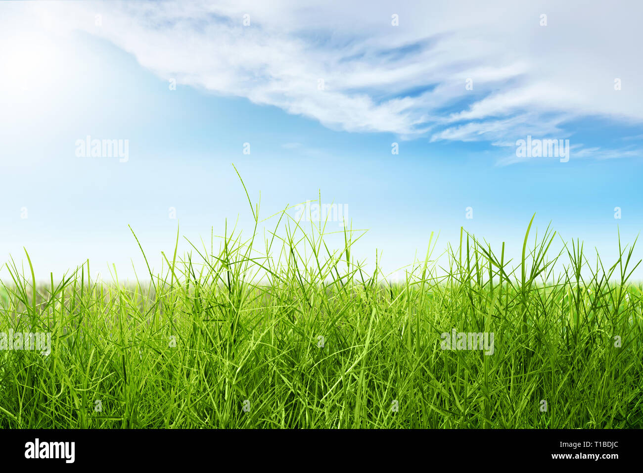 Green grass field with blue sky background Stock Photo - Alamy