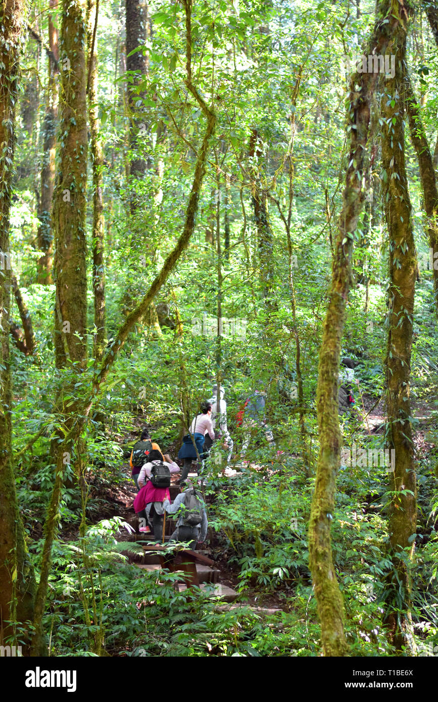 Travelers traveling on footpath in rainforest, ecotourism in beautiful nature environment in trail on mountain, travelers traveling on trail on mounta Stock Photo
