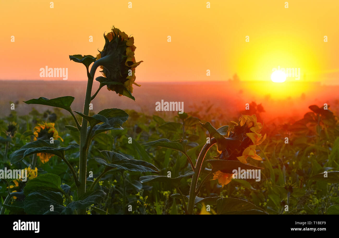 Sunflowers growing towards light hires stock photography and images