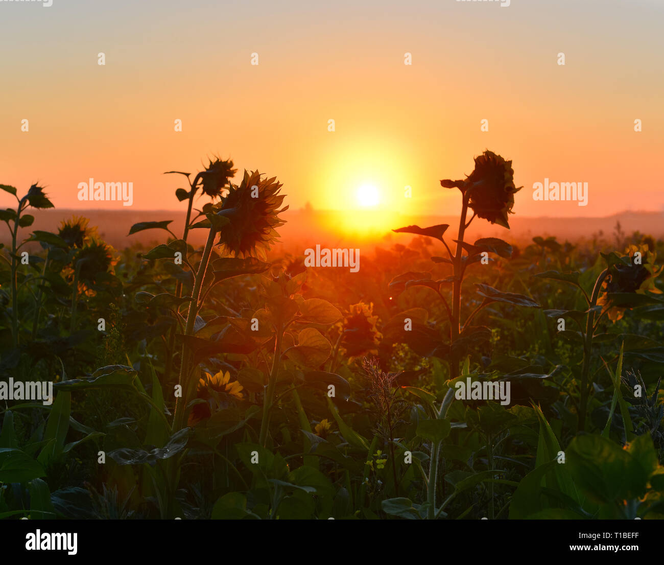 Sunflowers growing towards light hires stock photography and images