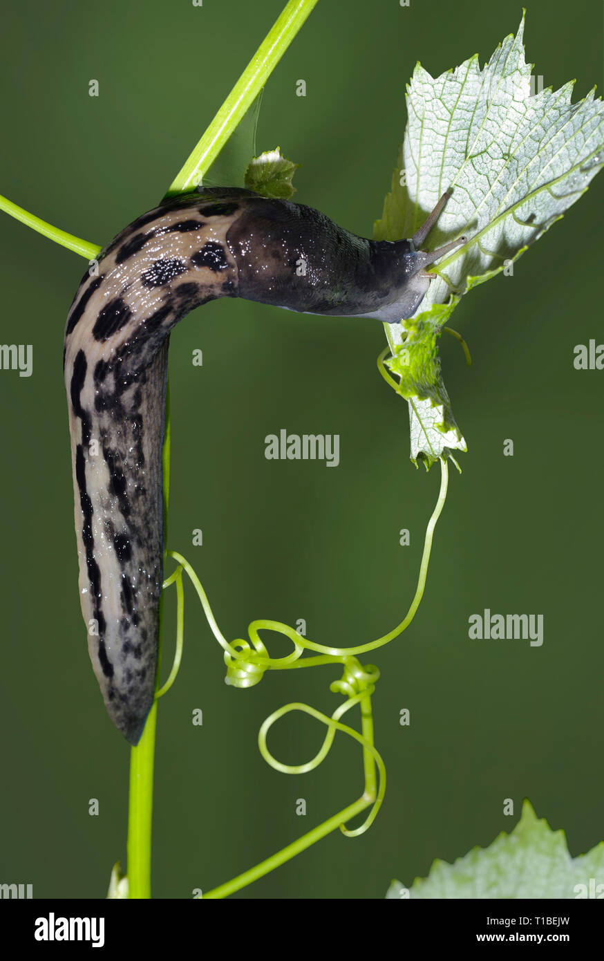 Black slugs on leaves hires stock photography and images Alamy