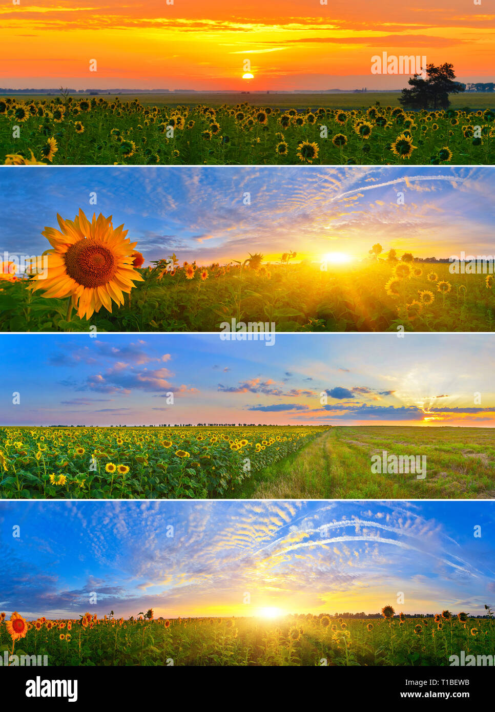 Collection of morning sunflower fields under rising sun Stock Photo