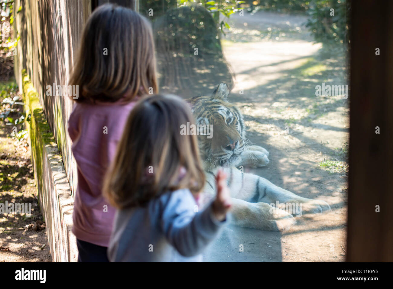 Two baby girls watching a siberian tiger through the glass of its enclosure Stock Photo