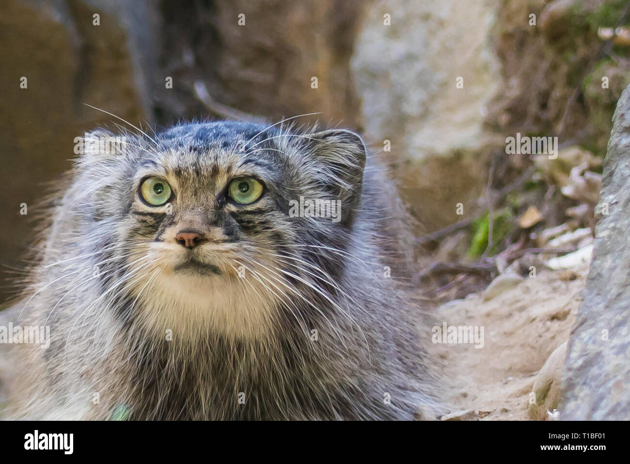 manul cat (otocolobus manul) close up portrait with copy space. Stock Photo