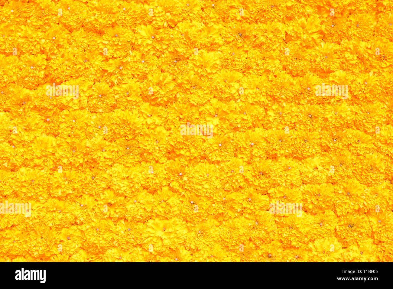 Marigold flower background hi-res stock photography and images - Alamy