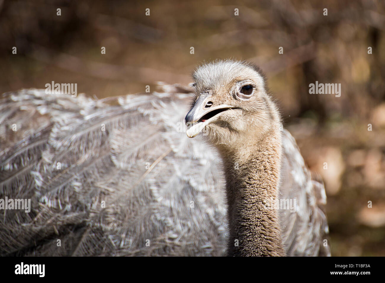 Close up portrait of Darwin's rhea (Rhea pennata), also known as the lesser rhea, looking at camera with open beak. Stock Photo