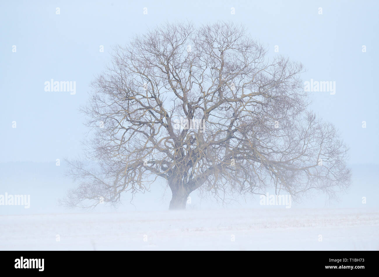 20180227 High Resolution Stock Photography and Images - Alamy