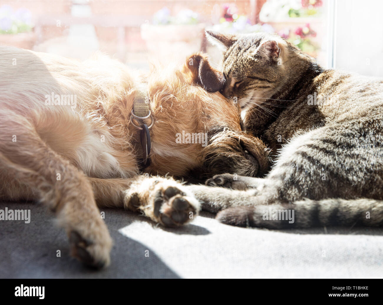 Dog and cat playing together Stock Photo Alamy