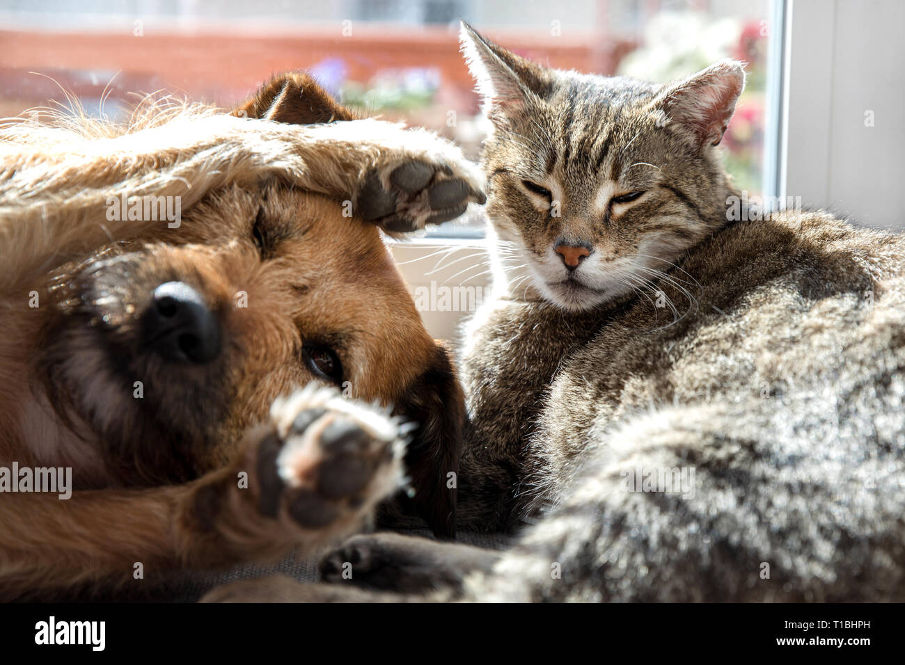 Cat with dog sleeping Stock Photo