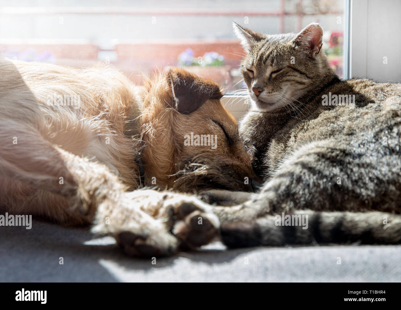 Cat with dog sleeping Stock Photo