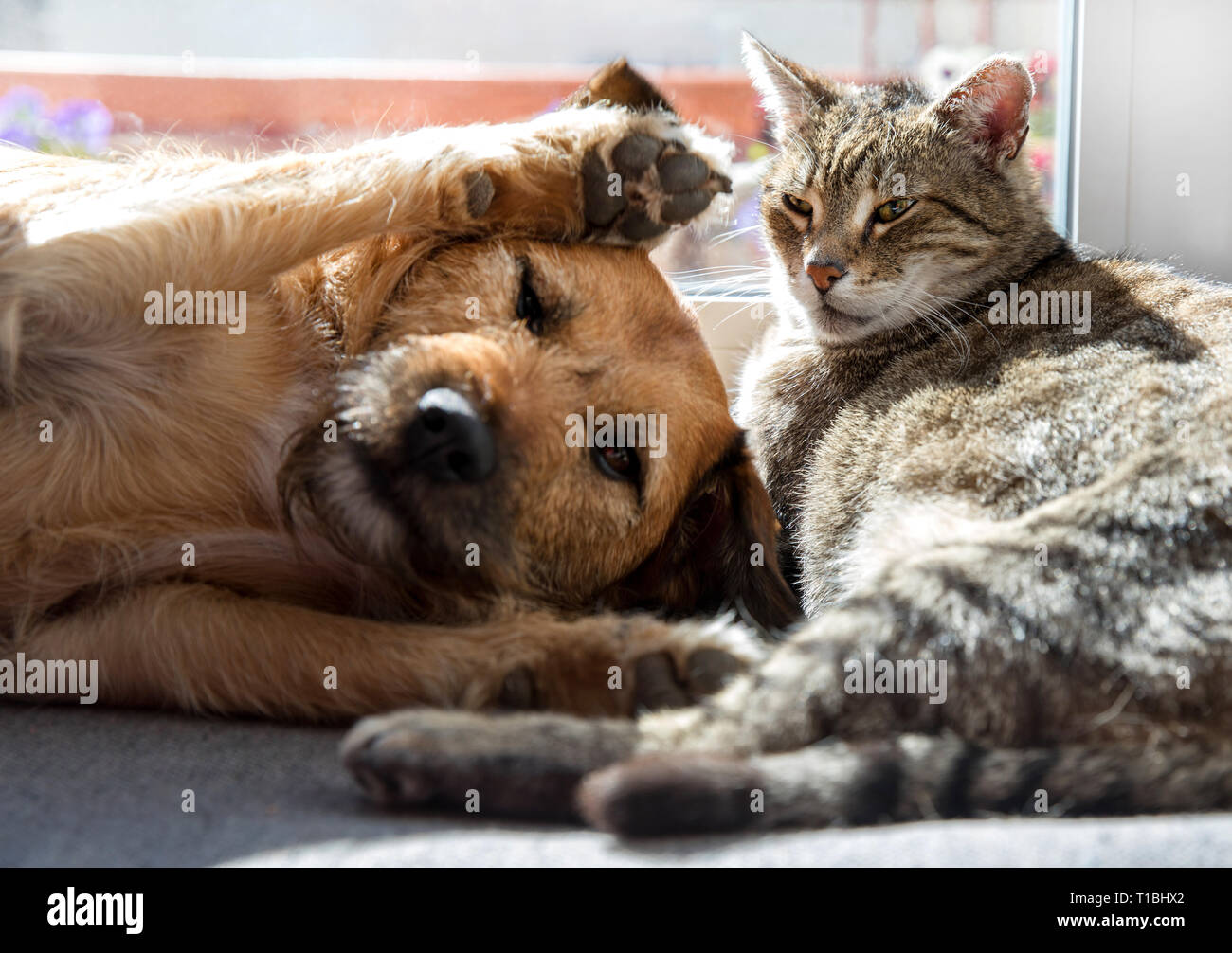 Cat with dog sleeping Stock Photo