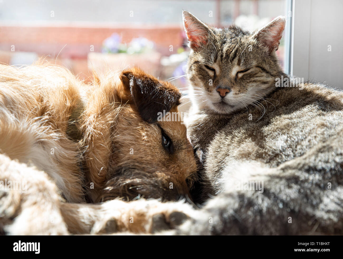 Cat with dog sleeping Stock Photo Alamy