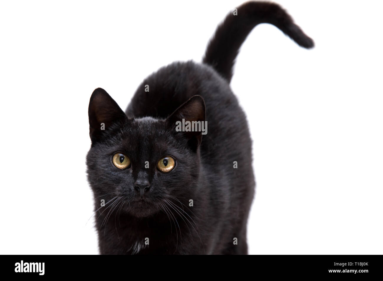 black cat on a white background Stock Photo Alamy