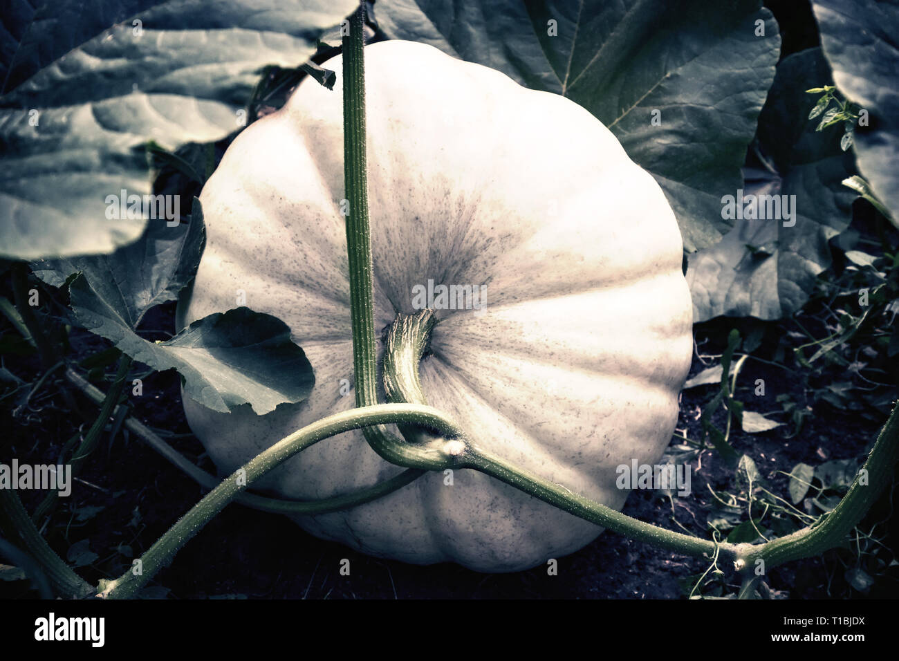 In the garden among green leaves is growing a big pumpkin is white ...