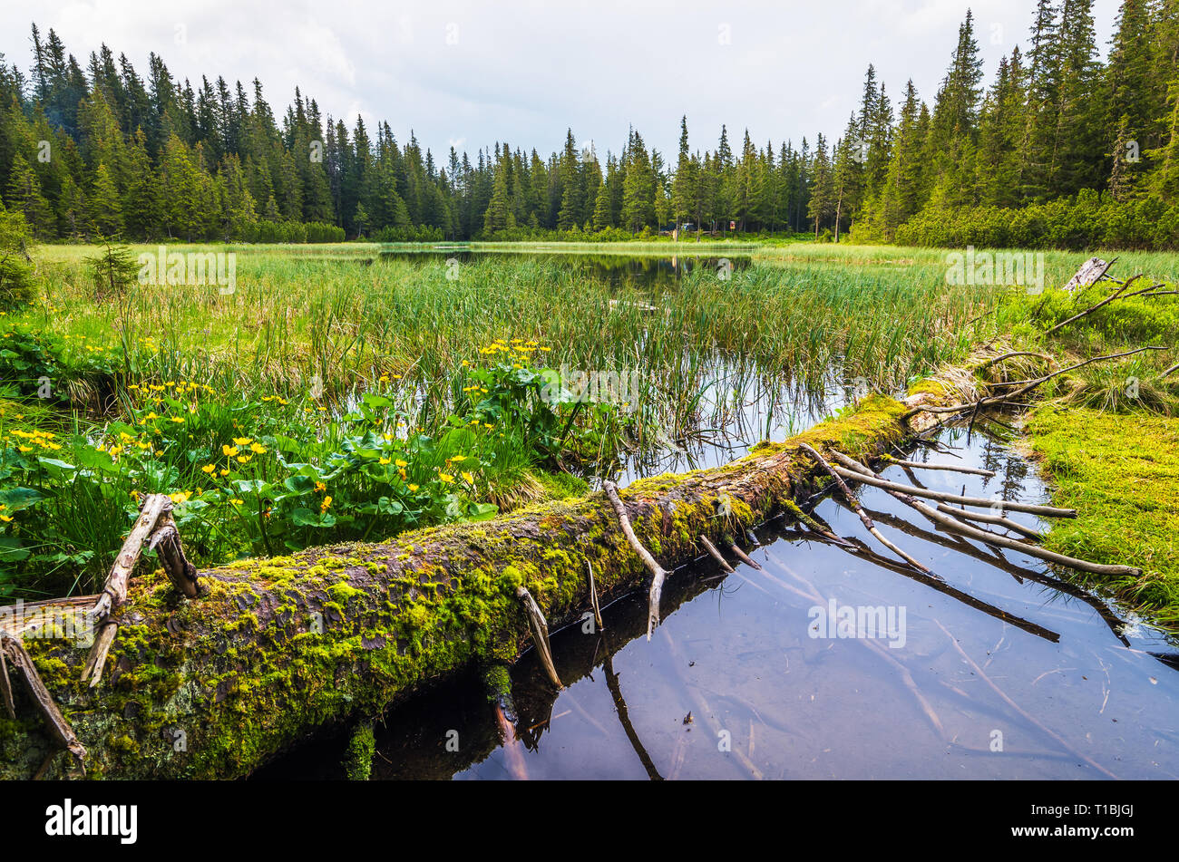 Lake in the spruce forest. Summer landscape a cloudy day. The old rotten tree in the water. Wild nature. Mountains Carpathians, Ukraine, Europe. Touri Stock Photo