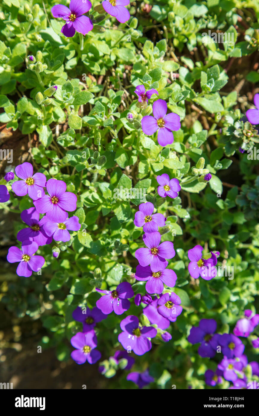 Purple Aubretia clambers down a wall in the early spring sunshine in a Kent Garden, UK Stock Photo
