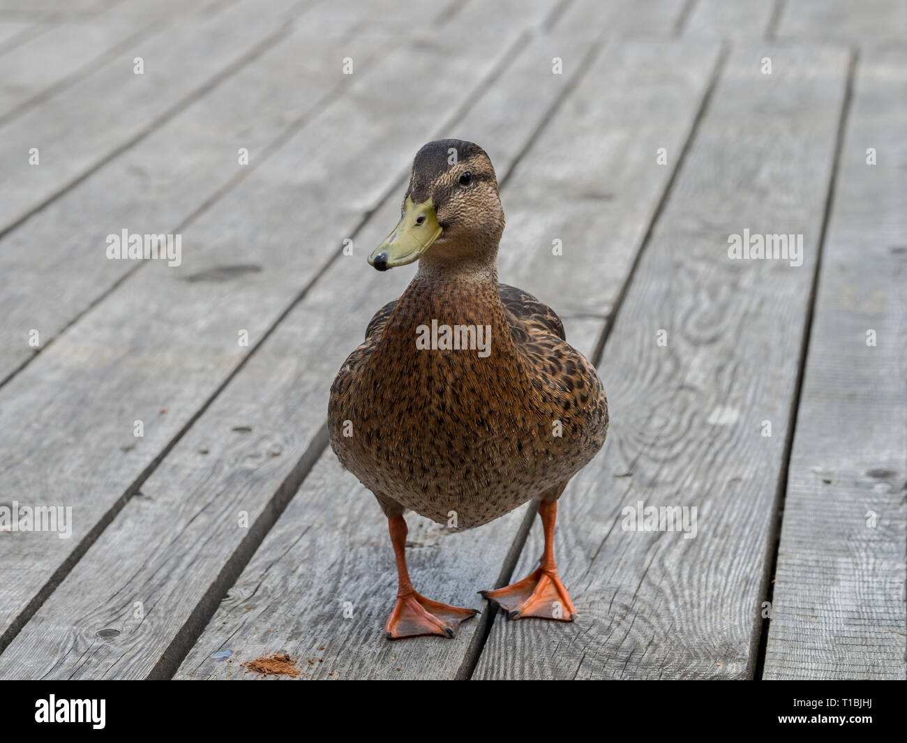 Mallard duck Stock Photo