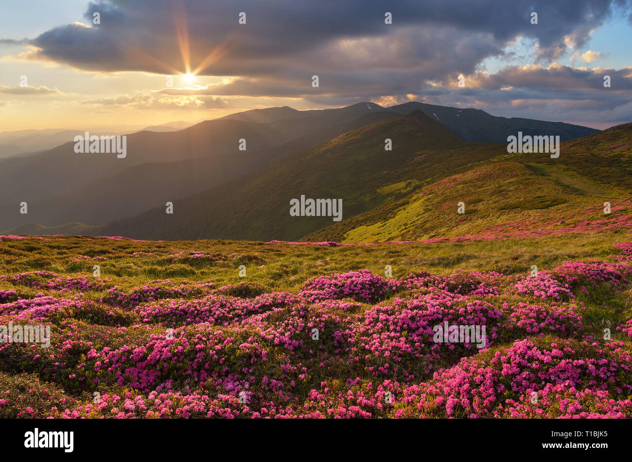 Summer mountain landscape with flowers on a slope. Beautiful evening with the sunset. Carpathians, Ukraine, Europe Stock Photo