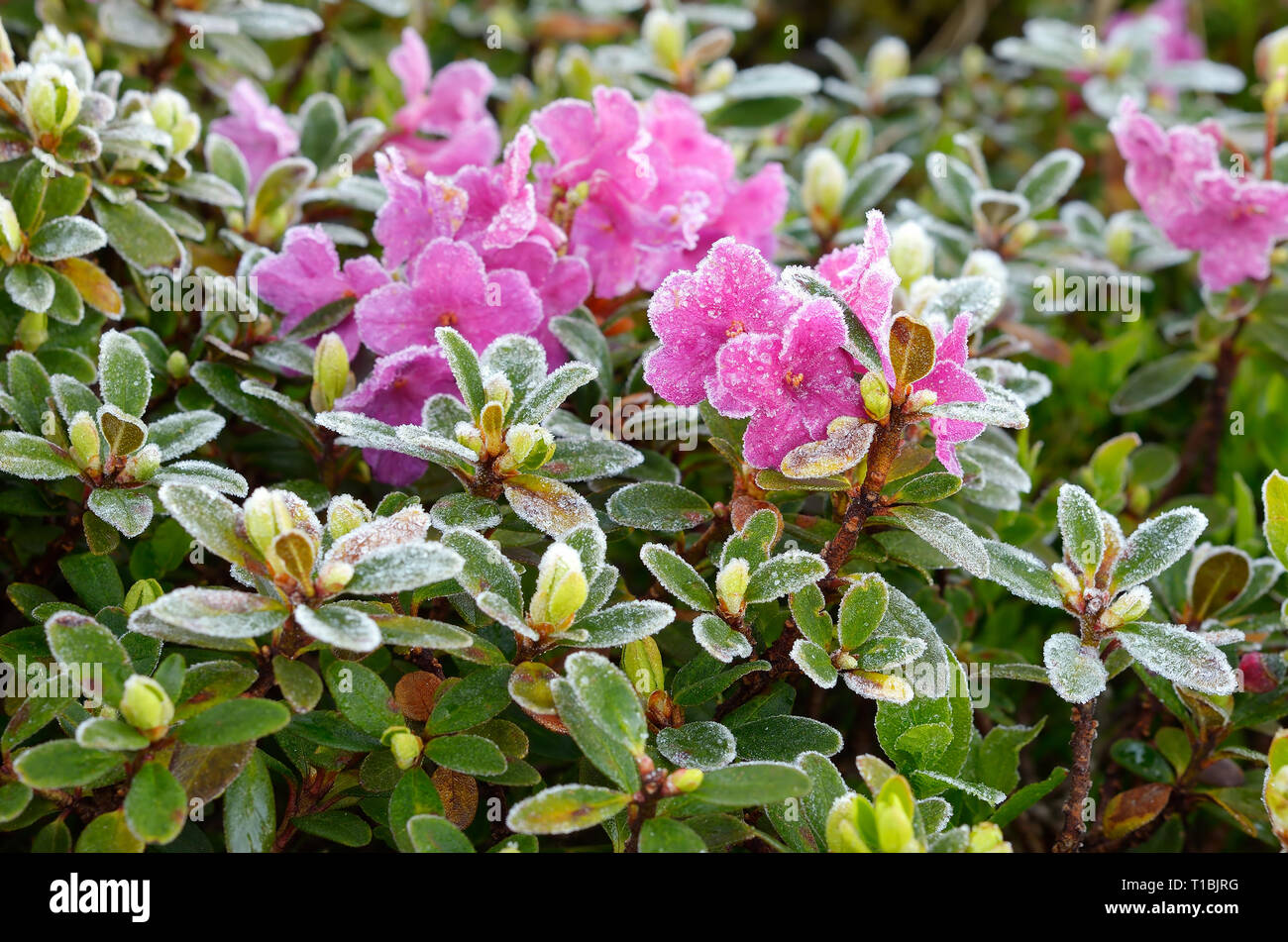Rhododendron flowers covered with frost Stock Photo Alamy